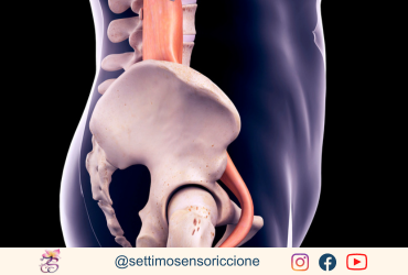 psoas muscolo dell'anima 30 anni idratazione mani 100% naturale metodo Settimo Senso® Riccione