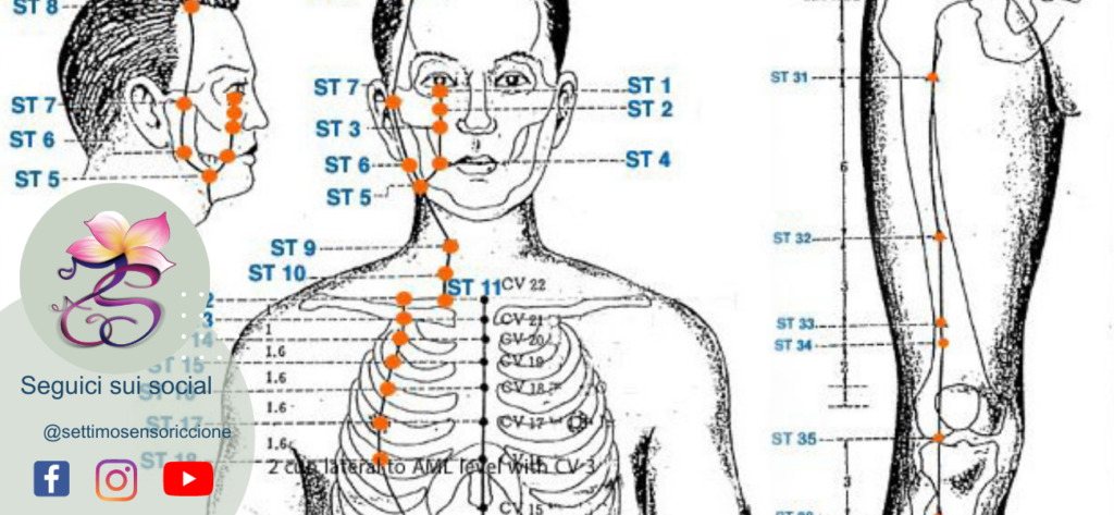 dolori addominali meridiano stomaco massaggio shiatsu metameri Settimo Senso® Riccione