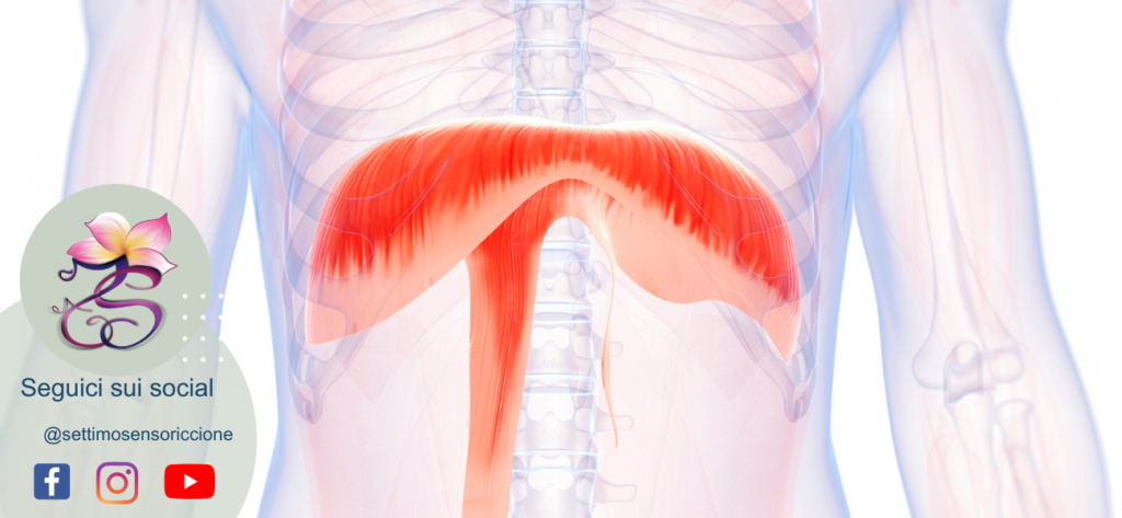 diaframma respirazione e postura corretta rimodellamento corporeo metodo Settimo Senso® Riccione 