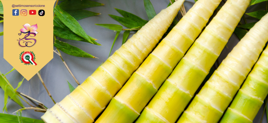 origini germogli bamboo alimentazione consapevole metodo Settimo Senso Riccione